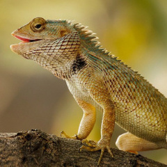 yeshayakarthikeya