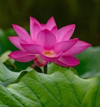 Suparn_Shukla