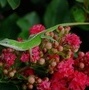 cherryfwltd