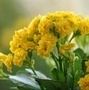 Mhmad458