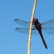 geriso34554