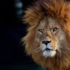 ashraf